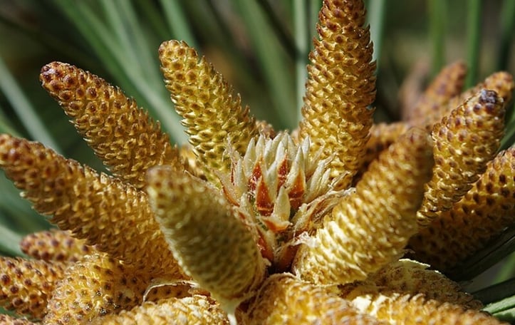Black Hills Ponderosa Pine