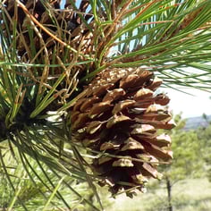 Black Hills Ponderosa Pine 4