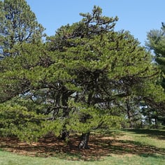 Bur Pine 4