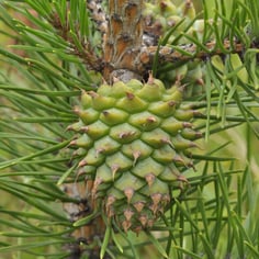 Bur Pine 3