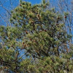 Black Pine 3