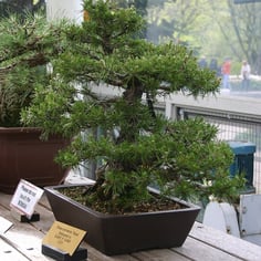 Dwarf Scotch Pine 2