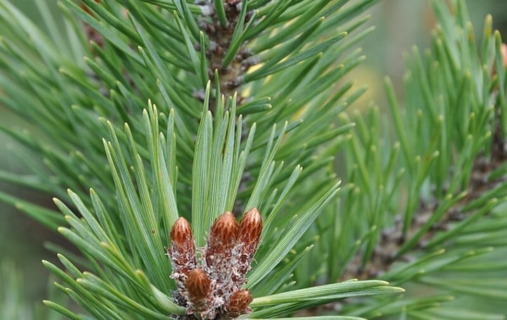 Dwarf Scotch Pine