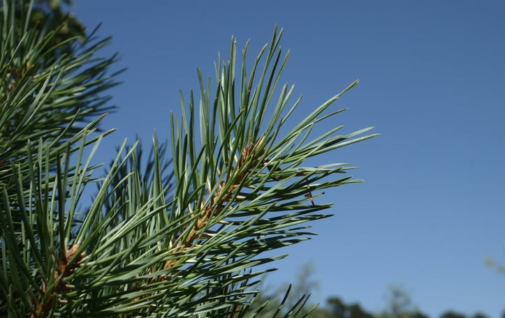 Dwarf Scots Pine