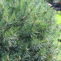 Dwarf Scots Pine 2