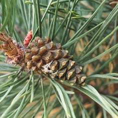 Dwarf Scots Pine 3