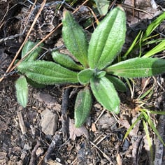 Dwarf Plantain 2