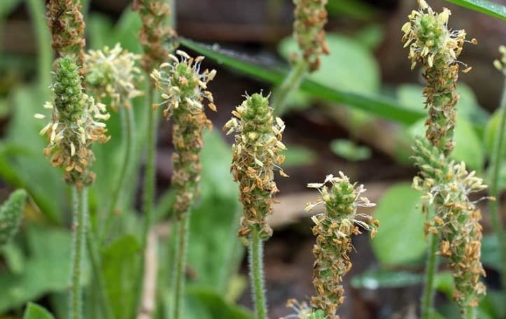 Dwarf Plantain