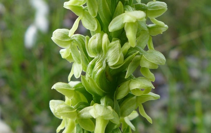 Northern Tubercled Bog-orchid