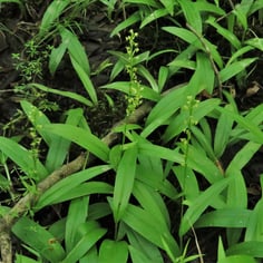 Northern Tubercled Bog-orchid 3