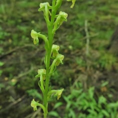 Northern Tubercled Bog-orchid 2
