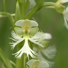 Butterfly Orchid 2