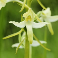 Butterfly Orchid 3