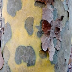 American Plane Tree 2