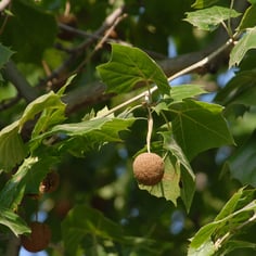 American Plane Tree 3