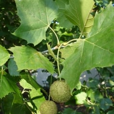 American Plane Tree 4