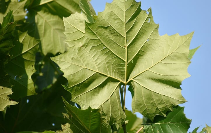 American Plane Tree