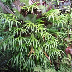 Common Staghorn Fern 3