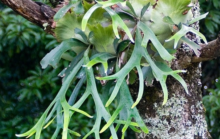 Common Staghorn Fern