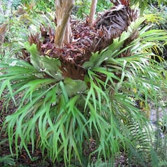 Common Staghorn Fern 4