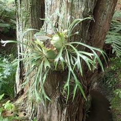 Common Staghorn Fern 2