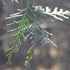 Eastern Arbor-Vitae 2