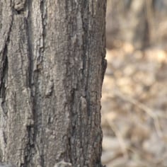 Eastern Arbor-Vitae 3