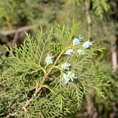 Eastern Arbor-Vitae 4