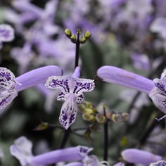 Lavender Spur Flower 2