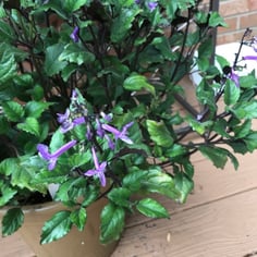 Lavender Spur Flower 3