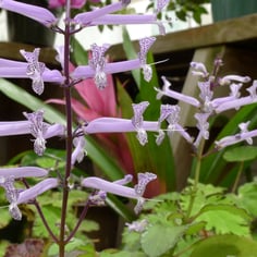 Lavender Spur Flower 4