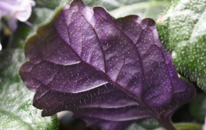 Lavender Spur Flower
