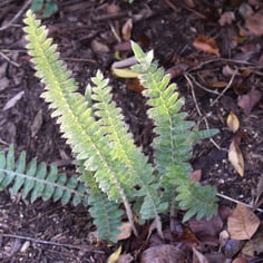 Brazilian Hairy Sword Fern 2