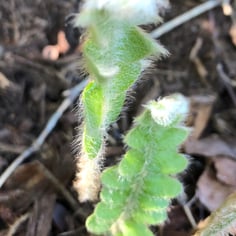 Brazilian Hairy Sword Fern 3