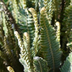 Brazilian Hairy Sword Fern 4