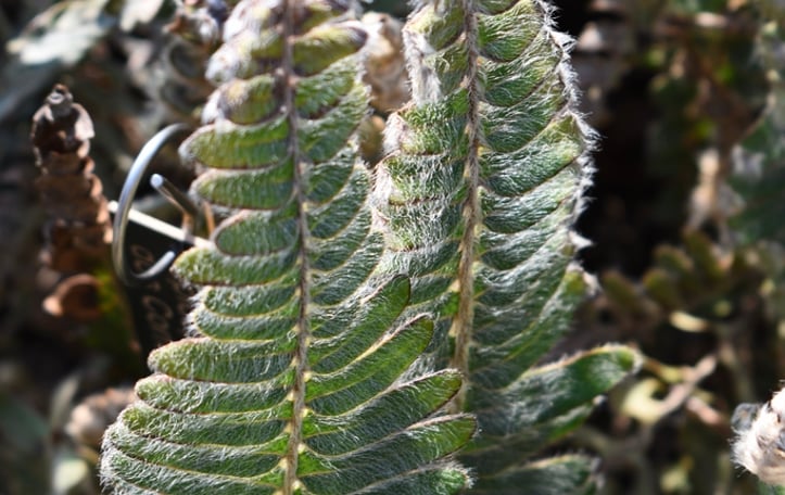 Brazilian Hairy Sword Fern