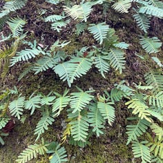 Little Gray Polypody 2