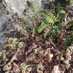 Little Gray Polypody 3