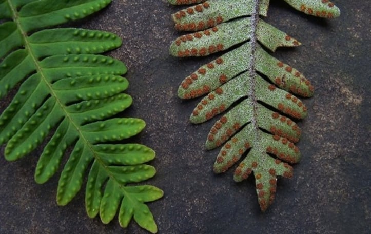 Little Gray Polypody