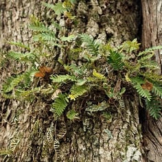 Resurrection Fern 2