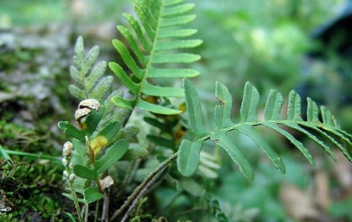 Resurrection Fern