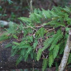 Resurrection Fern 4