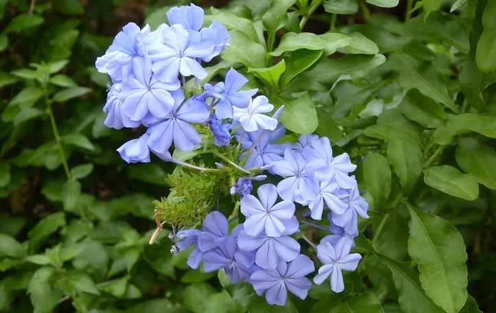 Leadwort