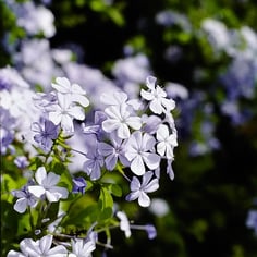 Leadwort 3