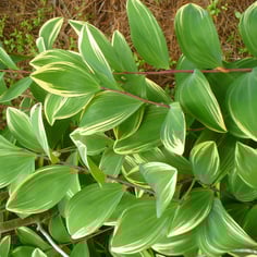 Angled Solomon's Seal 2