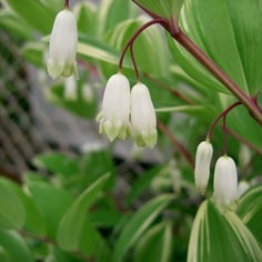 Angled Solomon's Seal 3