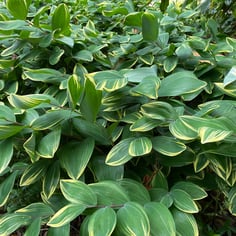 Angled Solomon's Seal 4