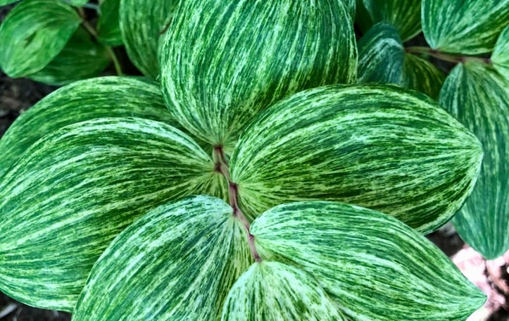 Angled Solomon's Seal