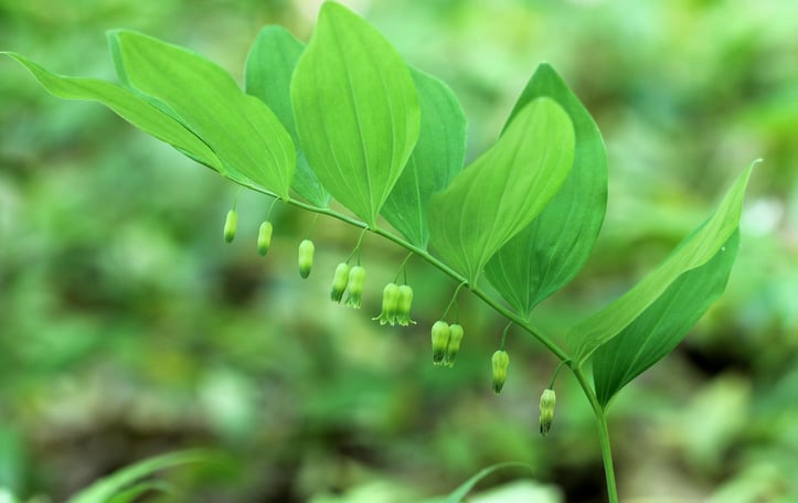 Downy Solomon's Seal