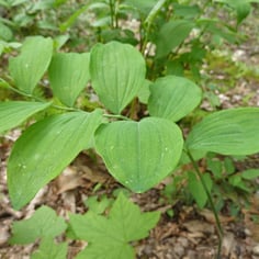 Downy Solomon's Seal 2